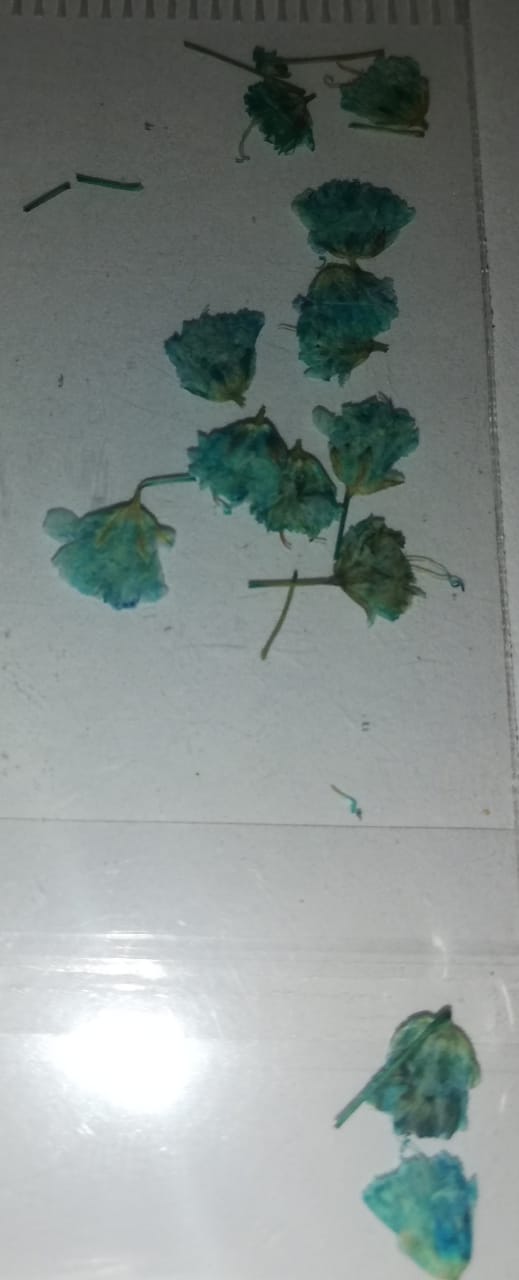 NATURALEZA CRISHA
