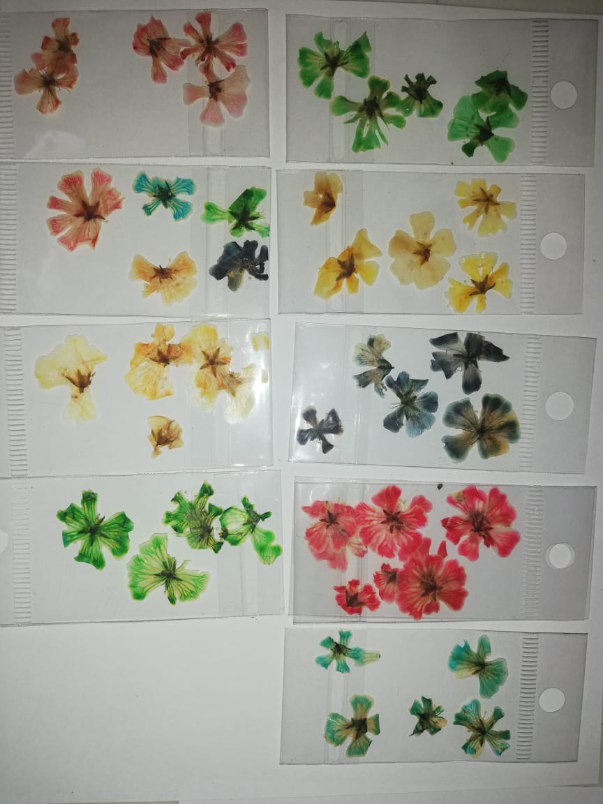 NATURALEZA HAWAIANA