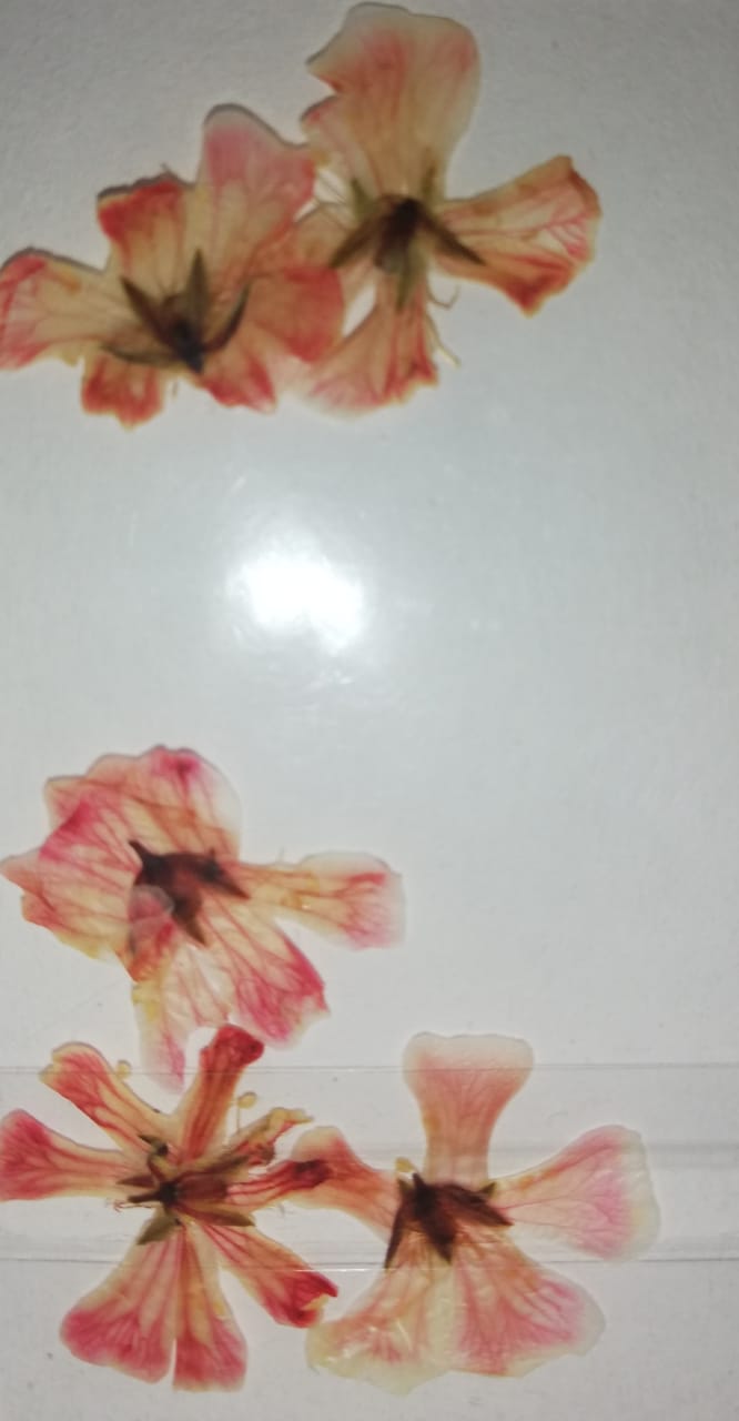 NATURALEZA HAWAIANA