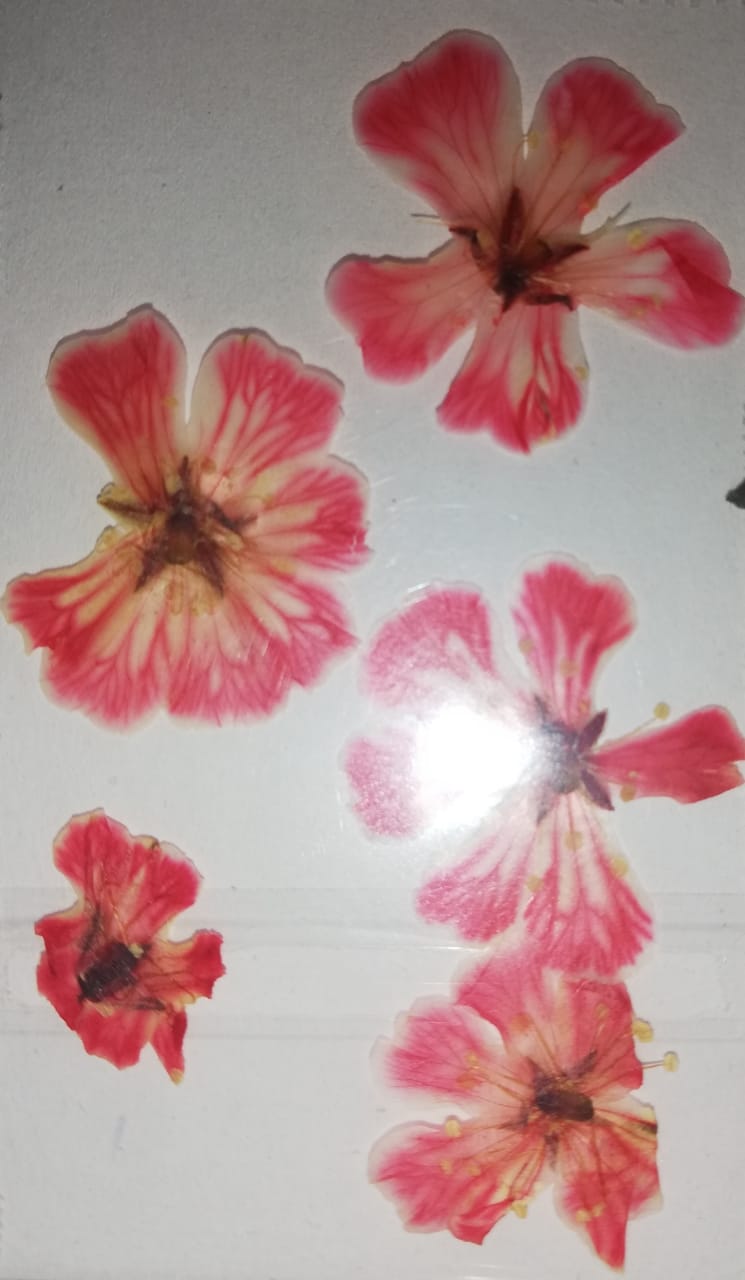 NATURALEZA HAWAIANA