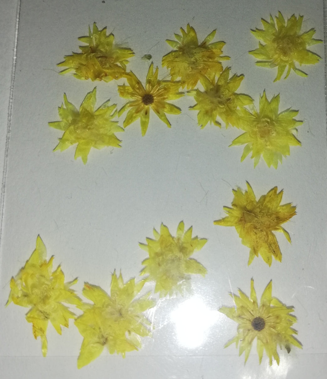 NATURALEZA GIRASOL