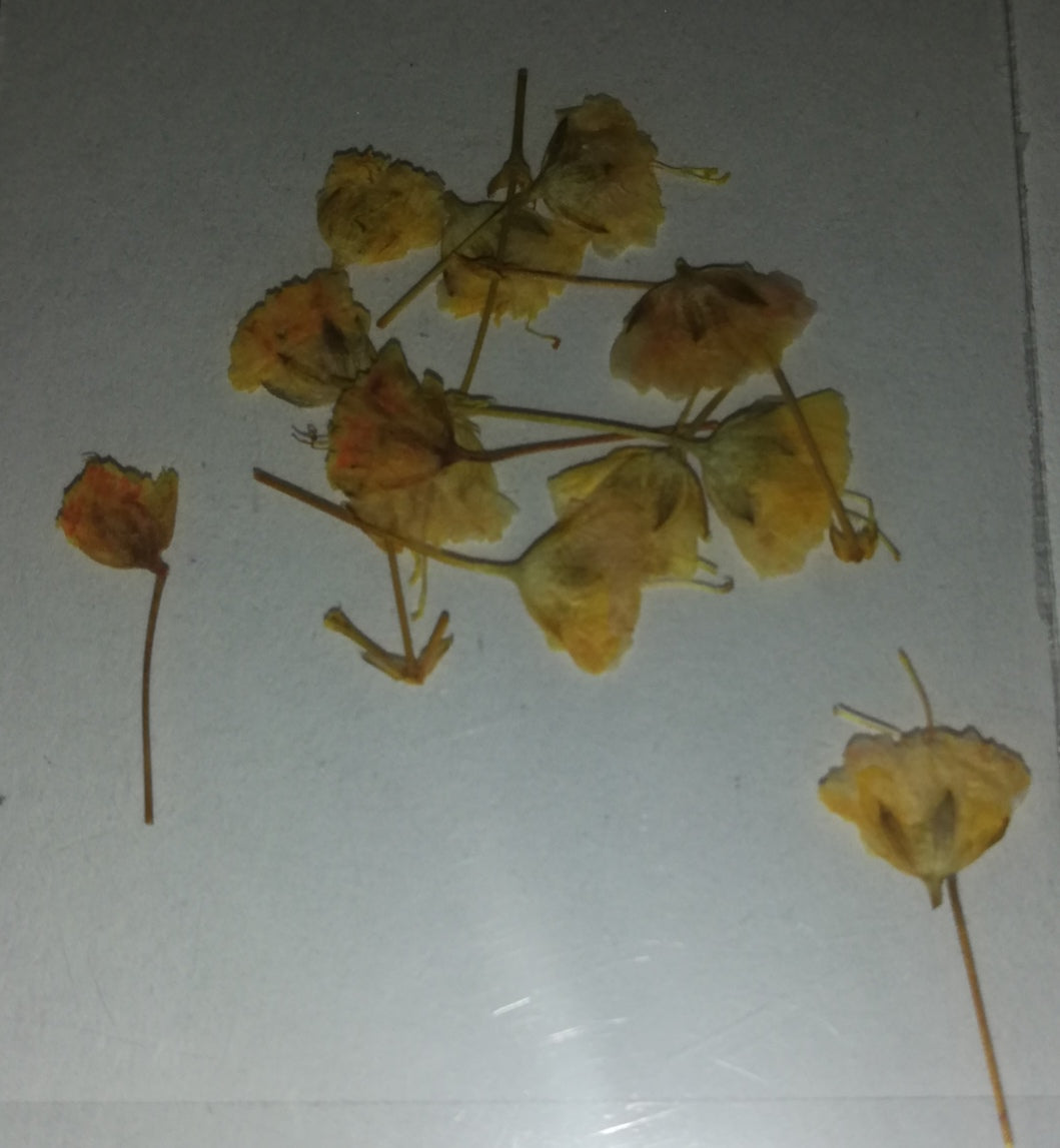 NATURALEZA CRISHA