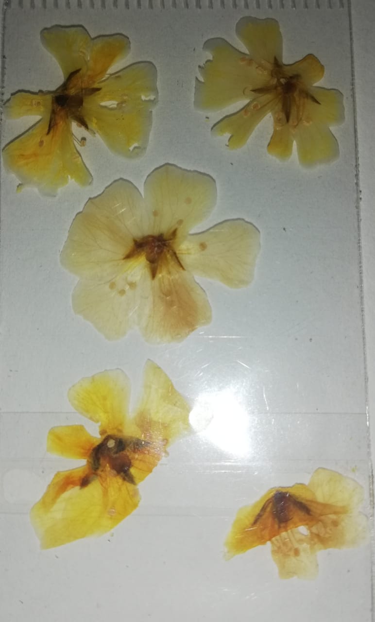 NATURALEZA HAWAIANA