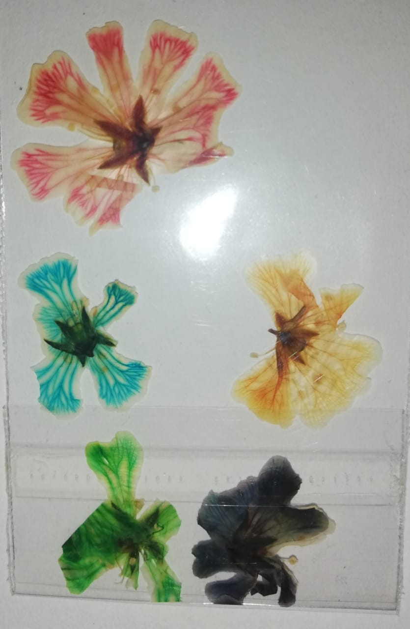 NATURALEZA HAWAIANA