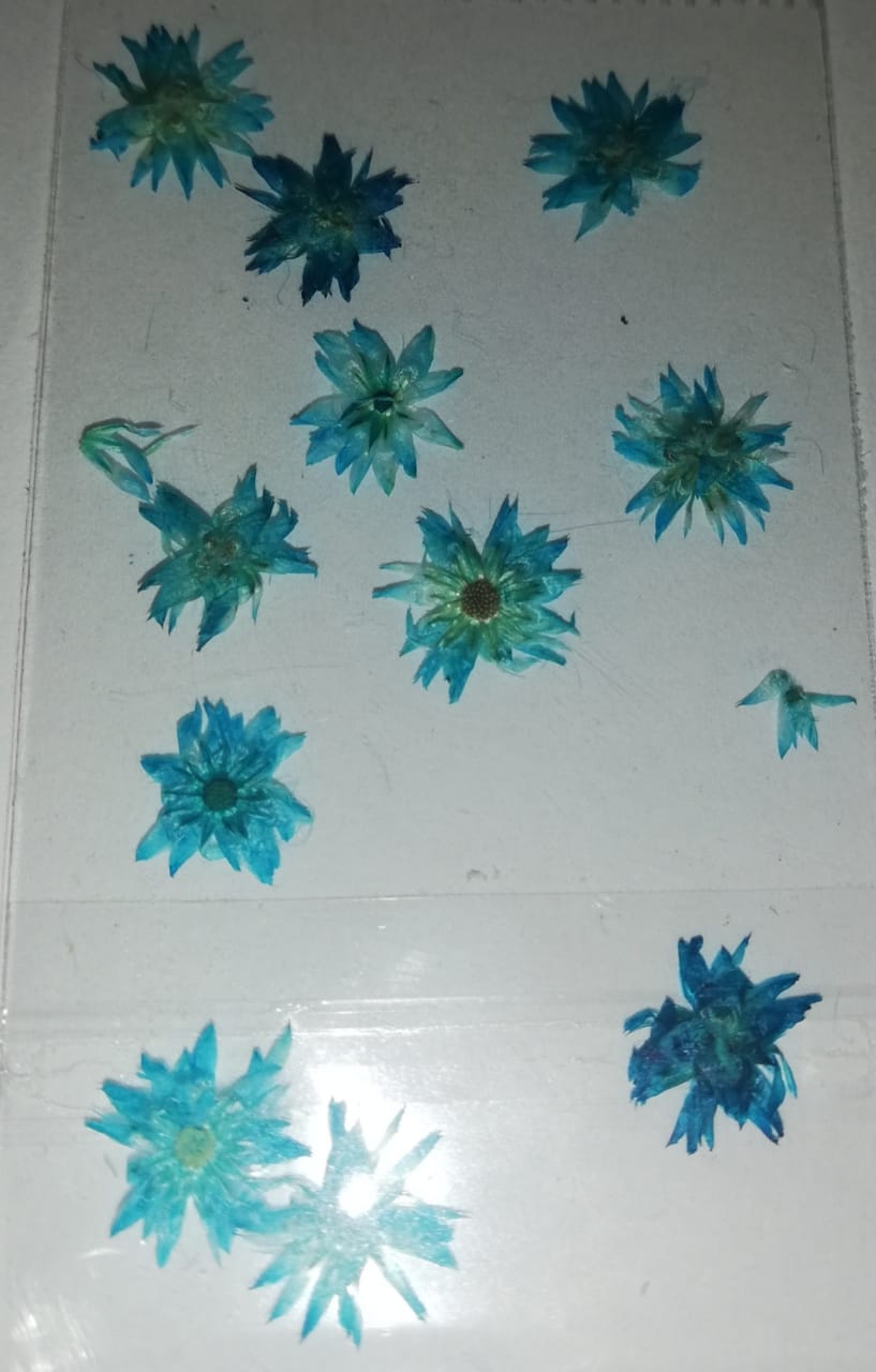 NATURALEZA GIRASOL