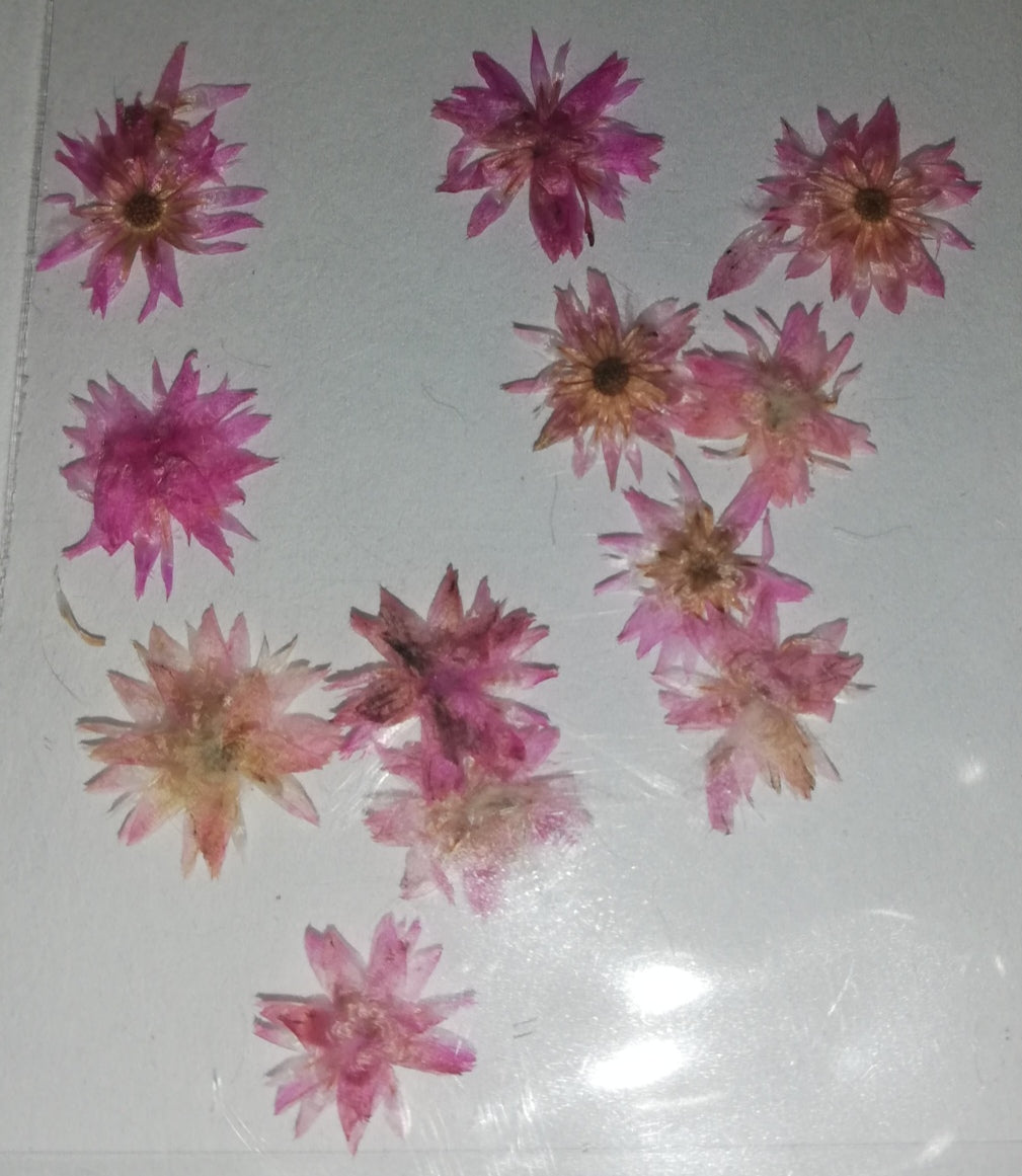 NATURALEZA GIRASOL