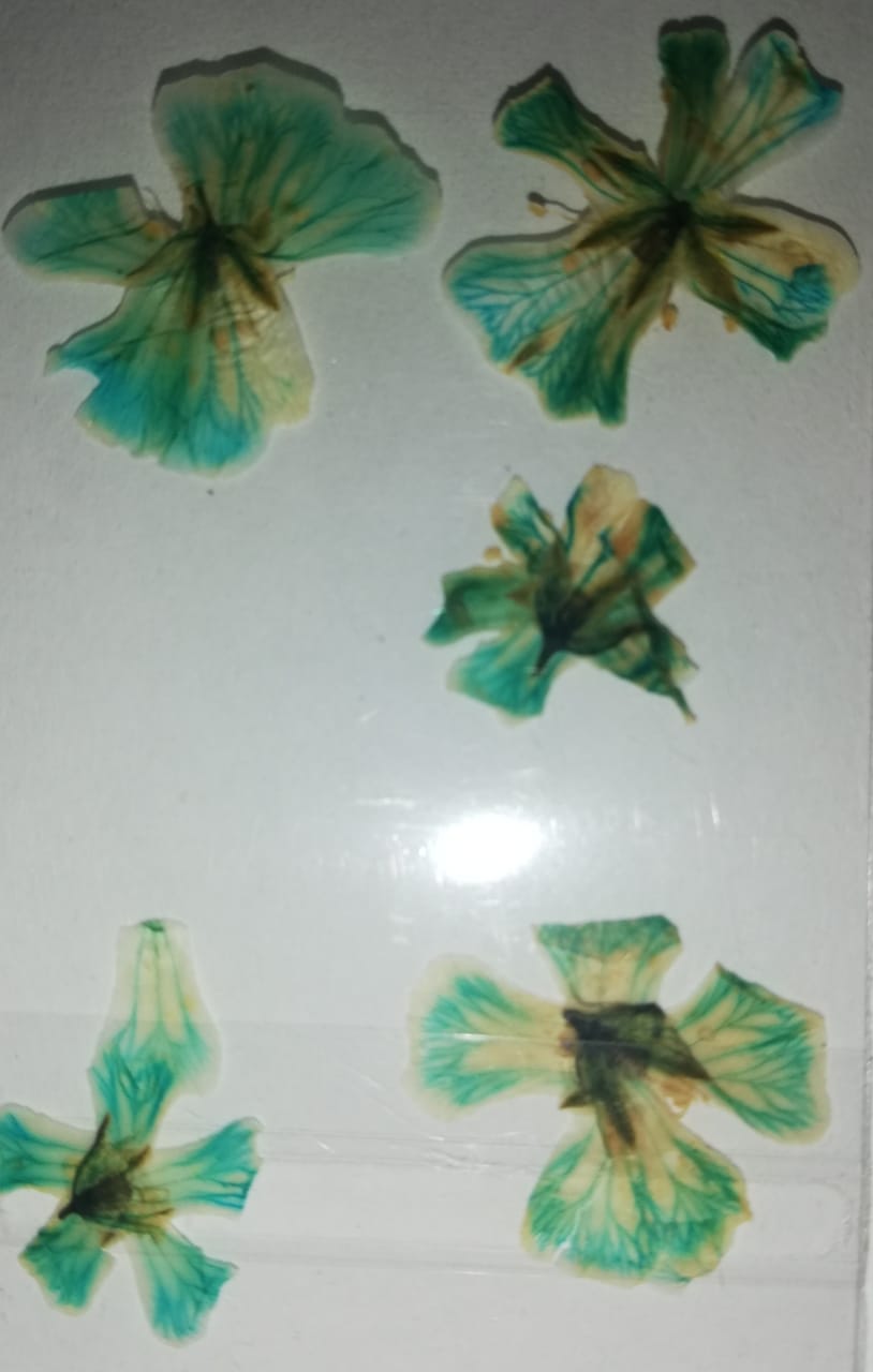 NATURALEZA HAWAIANA