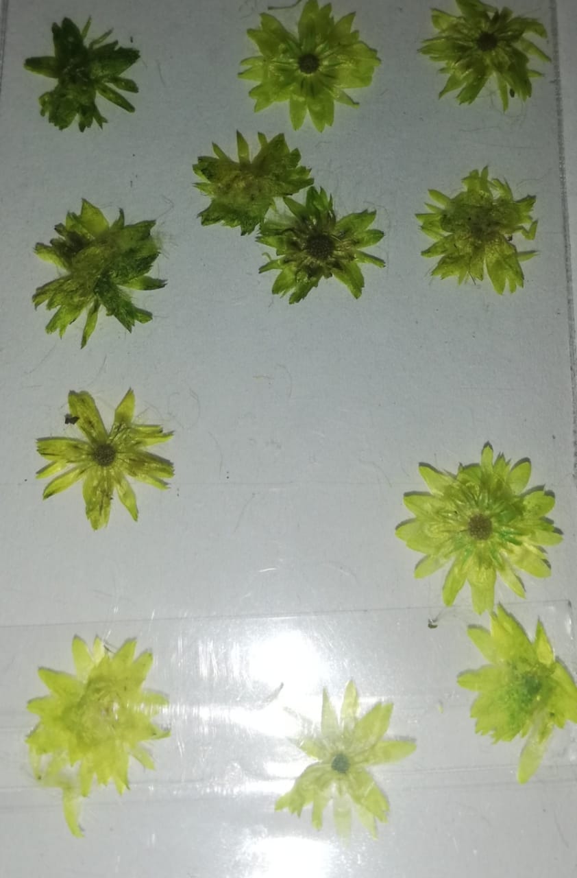 NATURALEZA GIRASOL