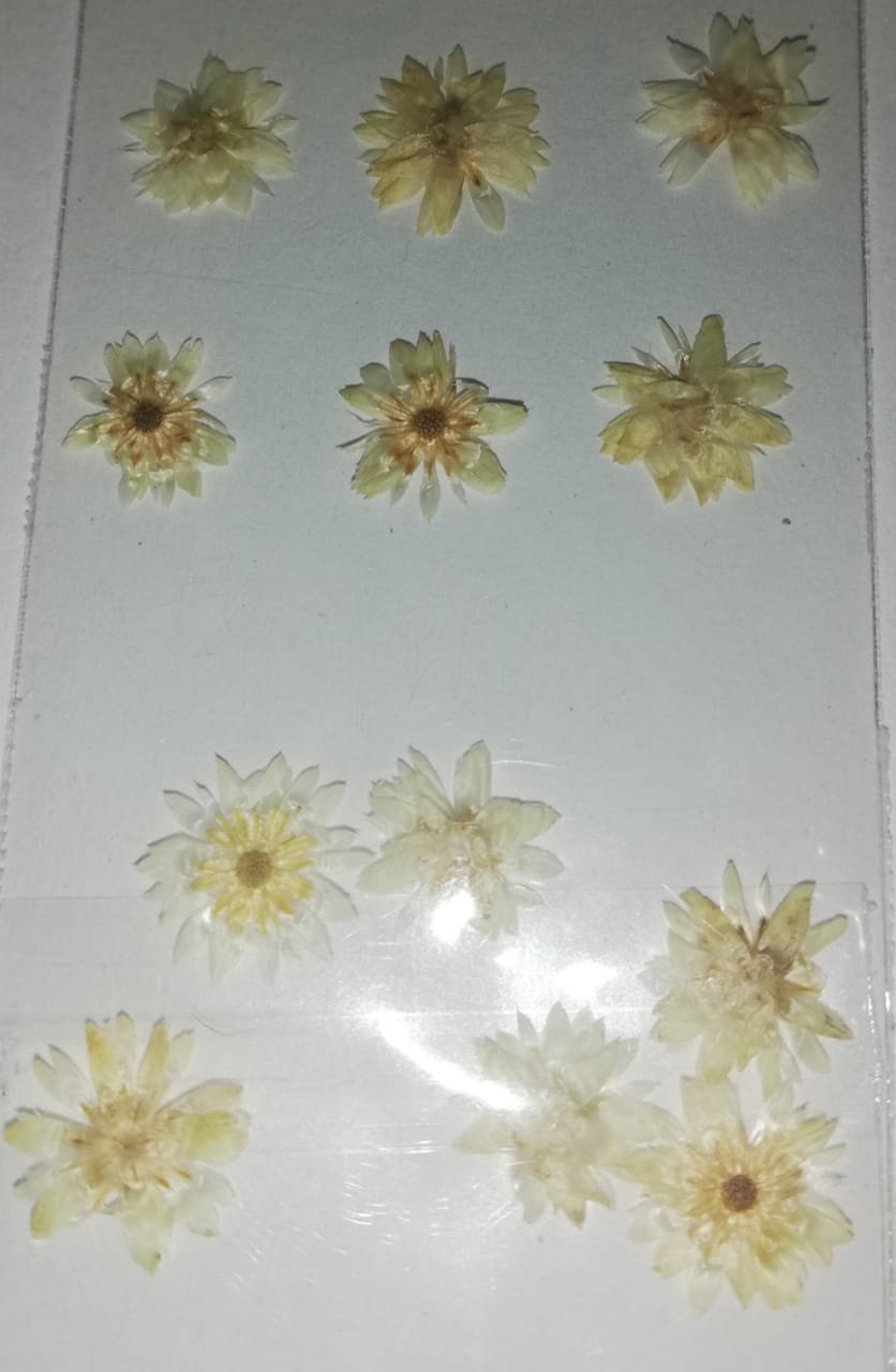 NATURALEZA GIRASOL