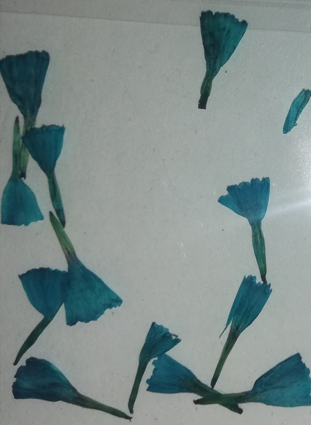 NATURALEZA TULIPAN