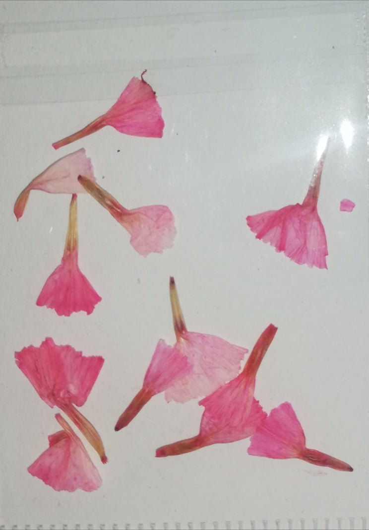 NATURALEZA TULIPAN