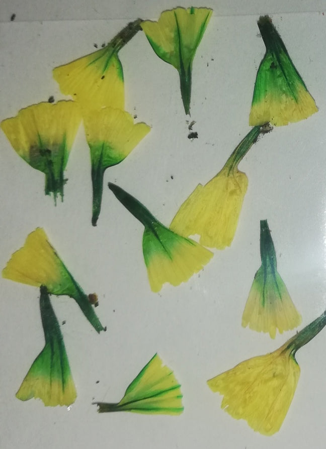 NATURALEZA TULIPAN