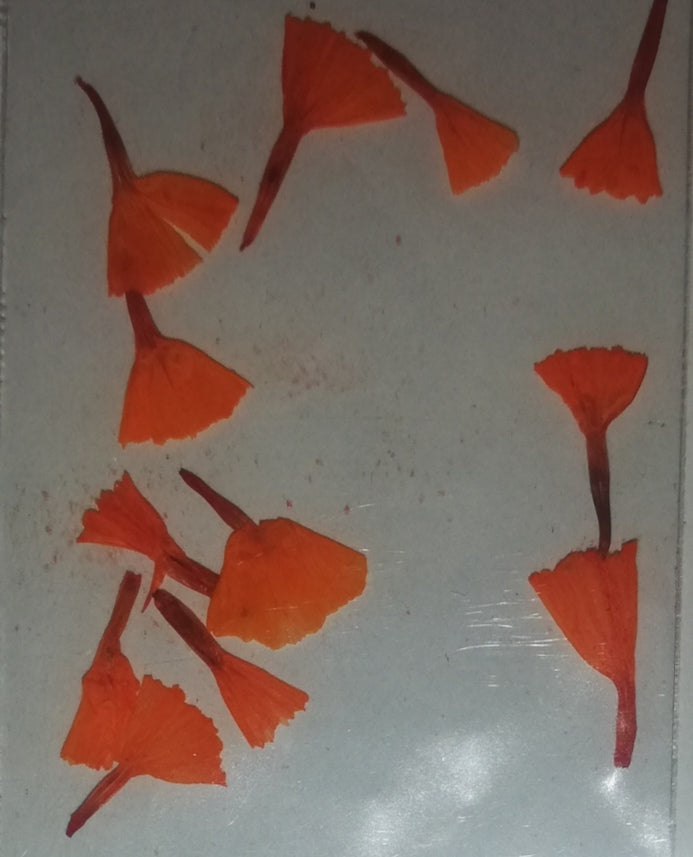 NATURALEZA TULIPAN
