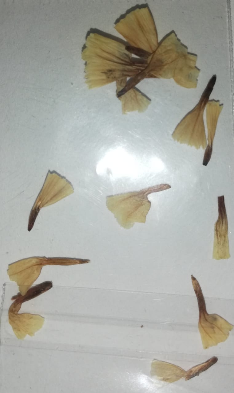 NATURALEZA TULIPAN