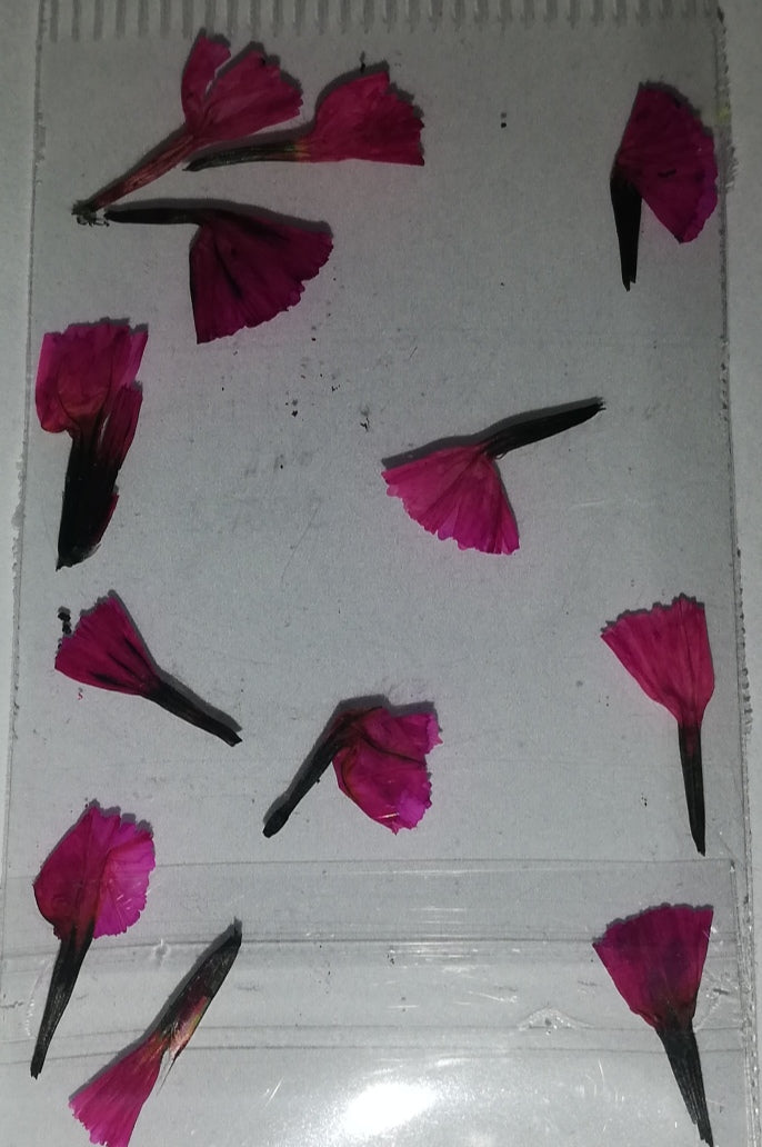NATURALEZA TULIPAN