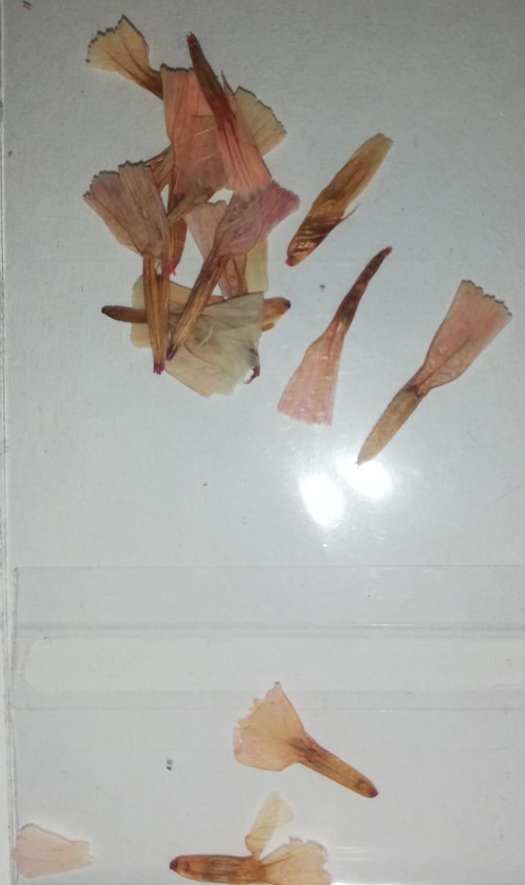 NATURALEZA TULIPAN