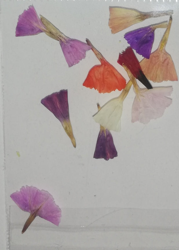 NATURALEZA TULIPAN