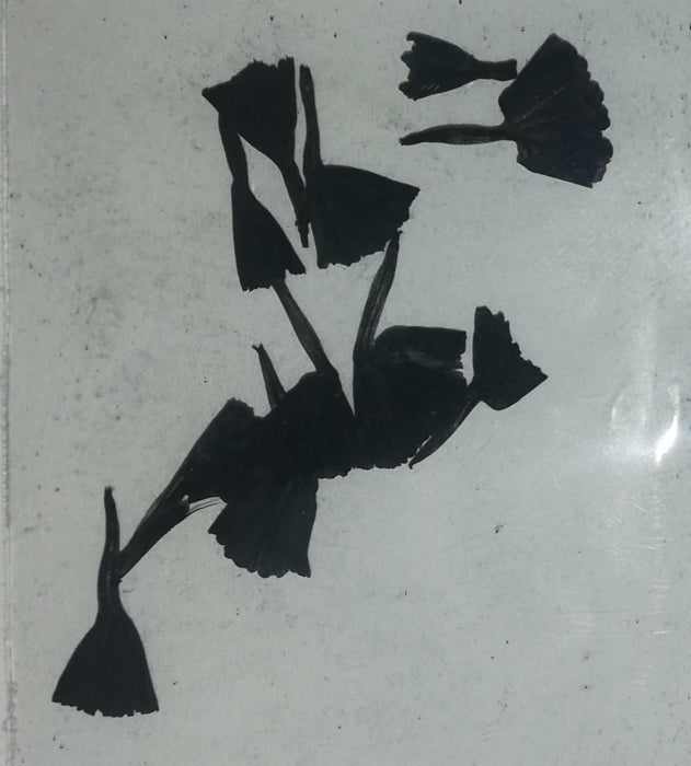 NATURALEZA TULIPAN