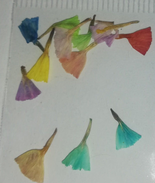 NATURALEZA TULIPAN