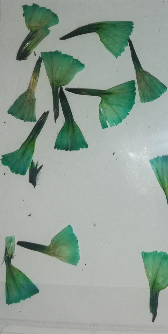 NATURALEZA TULIPAN